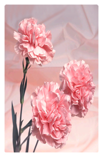 DF35T 022 Pink Carnation